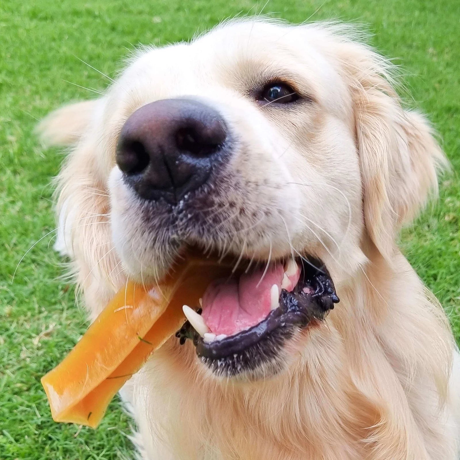 BoneMarrowChewsHealthyTreatsfromRoverPetProducts-LongLasting_2.webp